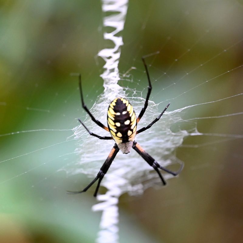 What Are Garden Spiders? Alta Pest Control